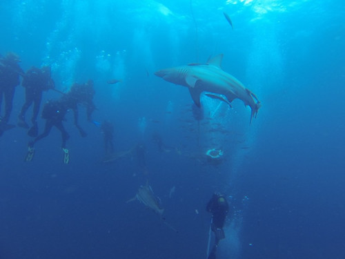 Umkomaas diving