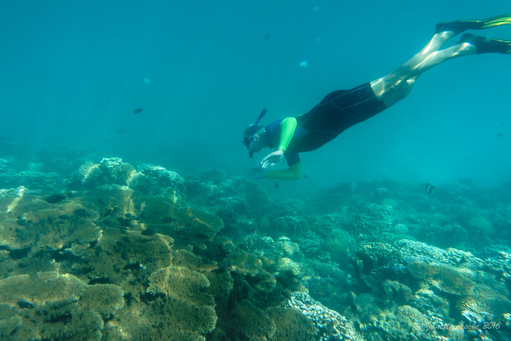 hoekpunt van kampioen Snorkelling Horseshoe Reef, Lord Howe Island | On the mornin… | Flickr