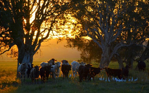 trees sunset birds shadows cattle sundown flock silhouettes australia mob pasture nsw australianlandscape herd lastlight paddocks northernrivers cattleegrets paperbarks richmondvalley afternoonlandscape tuckimaincanal