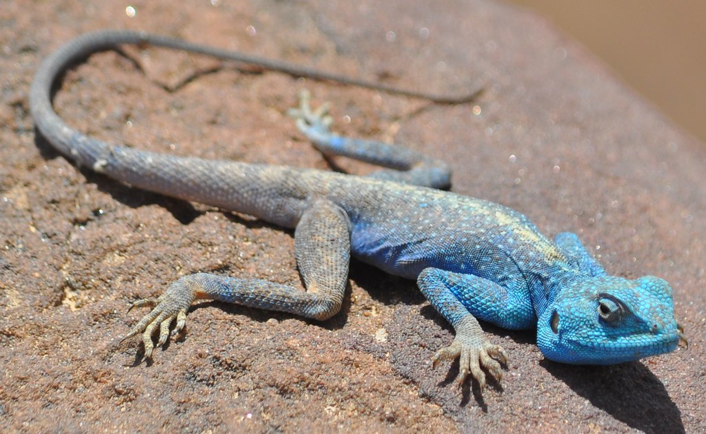 BLUE Lizard! I don't understand why the lizards would be b. 