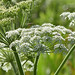 Flickr photo 'American Cow-Parsnip' by: pchgorman.