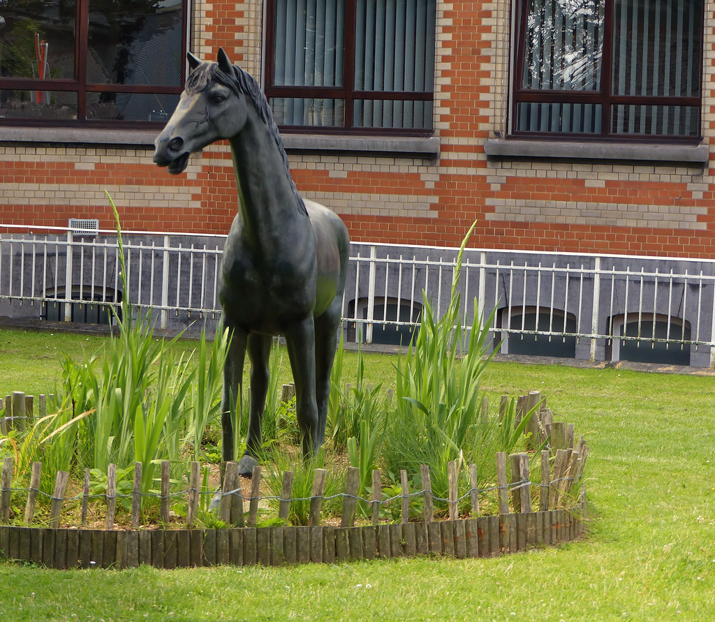 L'étalon noir - The black stallion