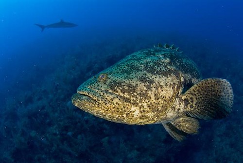 Umkomaas diving