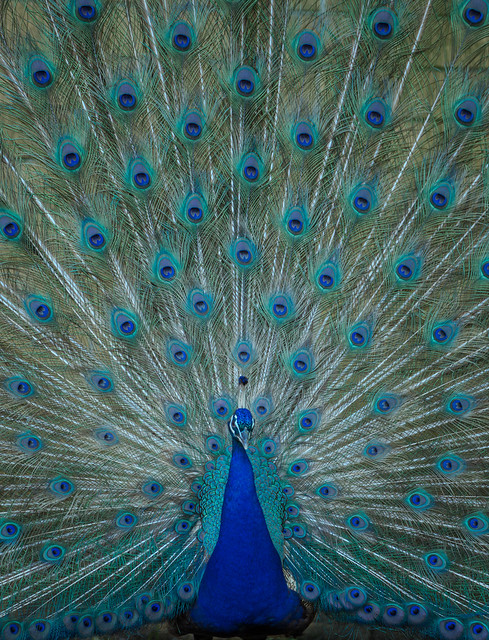 Peacock with his feathers spread