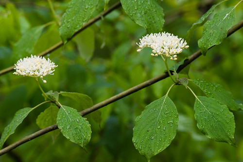 flowers native flowering shrub usf cornaceae dicots cornusamomum silkydogwood swida svidaamomum
