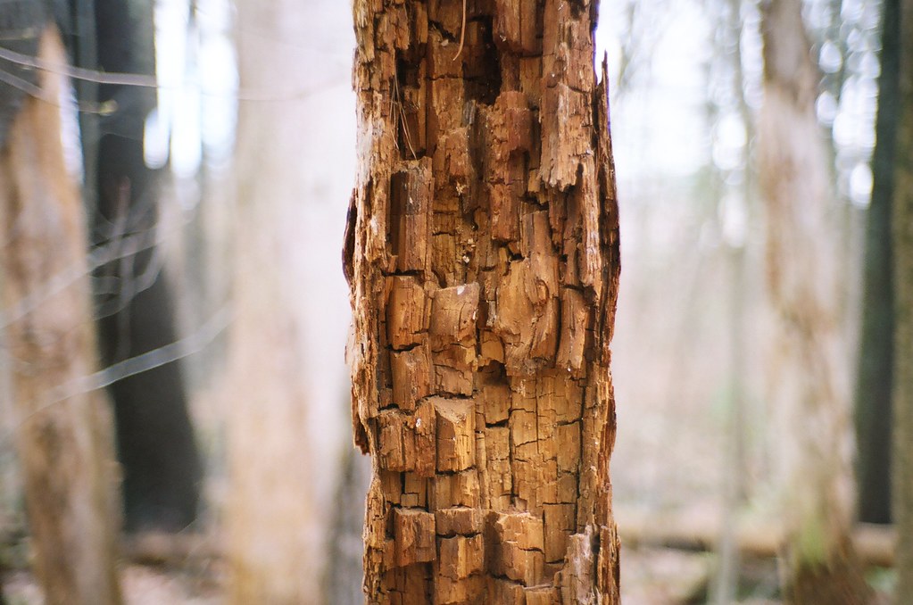 Cubist Tree, Canon 50/1.5, f/1.5 | Leica M3, Canon 50/1.5. K… | Flickr