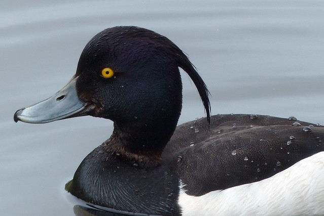 Tufted Duck (m)