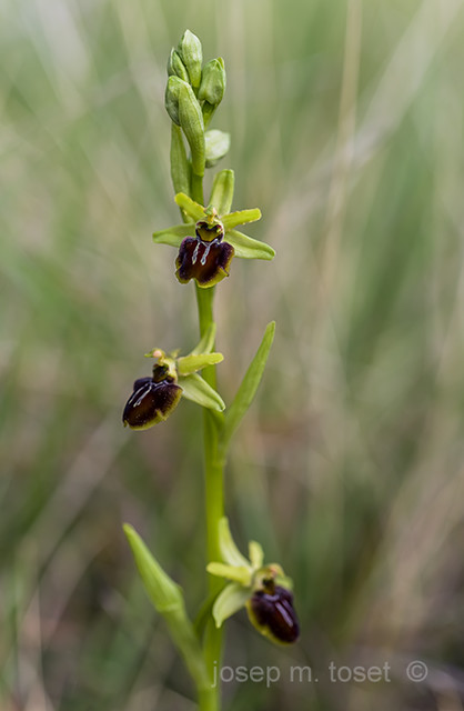 ophrys sphegodes