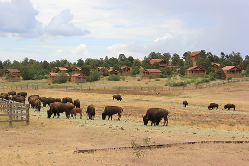 road ranch trip mountain utah log buffalo cabin wildlife roadtrip zion grazing