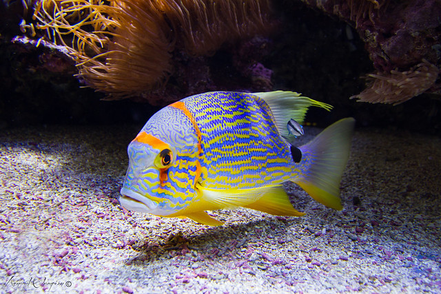Technicolor Fish