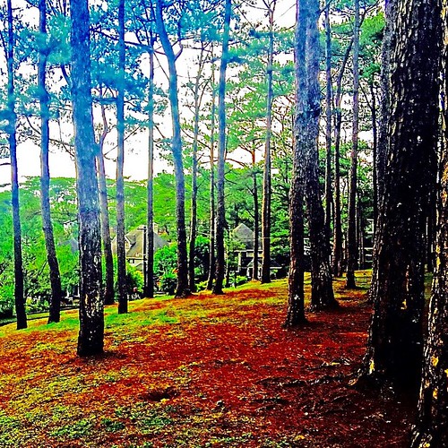 trees summer camp sun cold nature square cool squareformat baguio campjohnhay summercapital iphoneography instagramapp