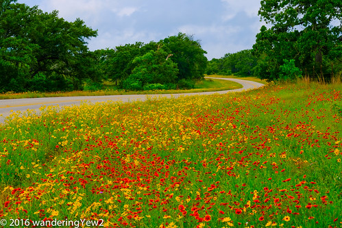 flower texas hillcountry wildflower texaswildflowers texashillcountry blancocounty fujixpro2