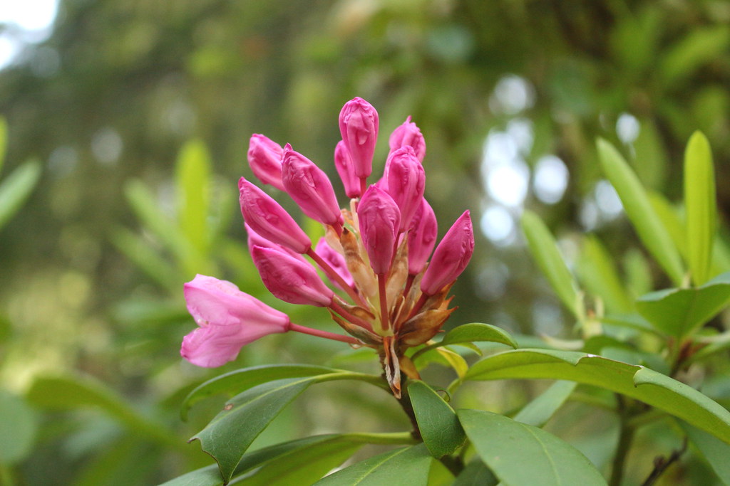 Rhododendrons were blooming everywhere