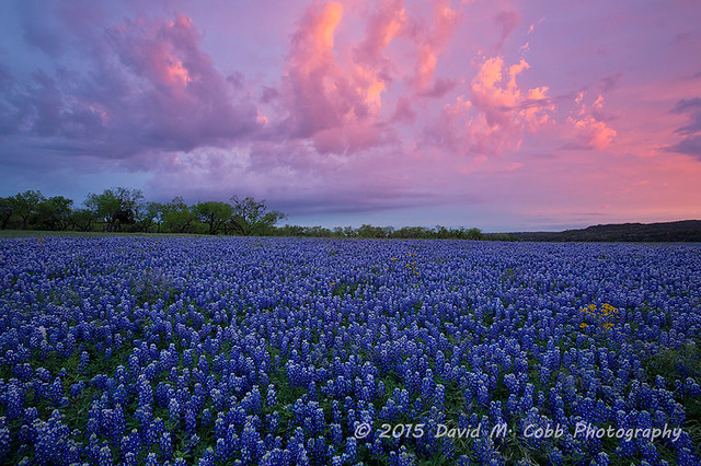 Texas Spring Sunrise