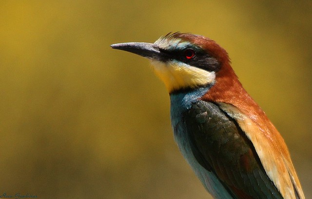 Abelharuco-comum | European Bee-eater (Merops apiaster)