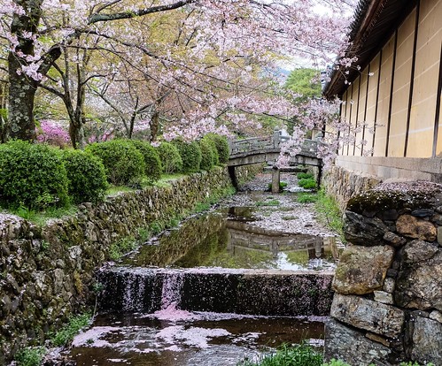 bridge pink reflection water japan cherry temple petals kyoto shrine blossom buddhist cherryblossom sakura