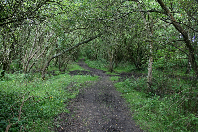 Woodland near Ashlett