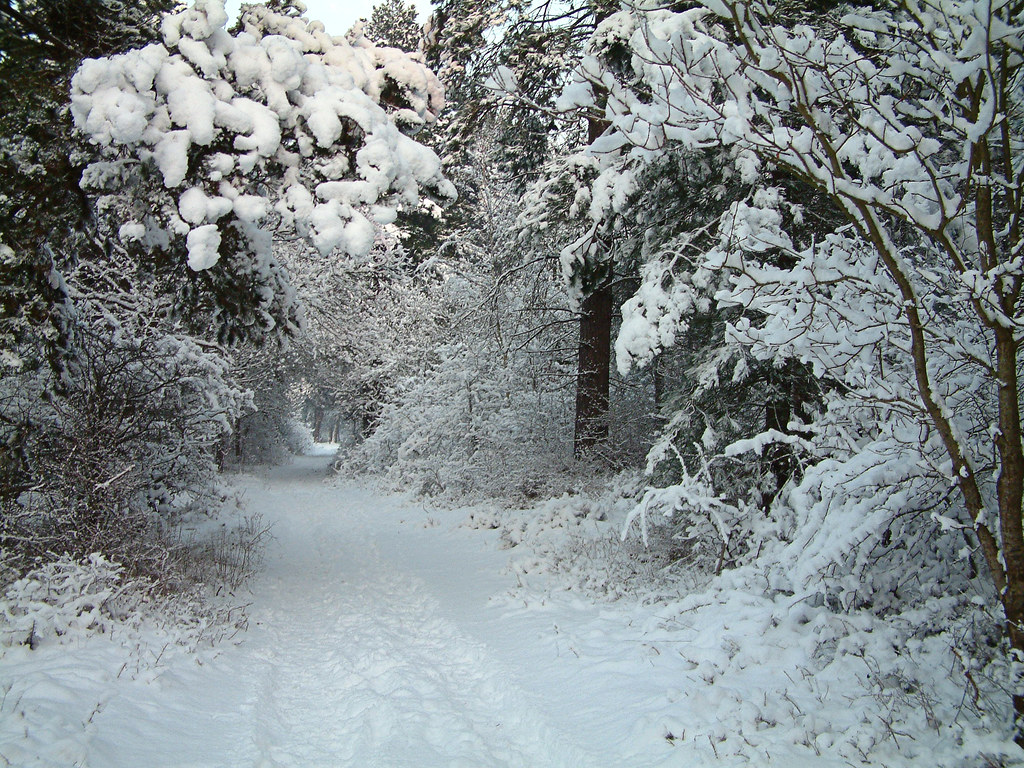 2010.01 - 'Photo of Dutch Winter nature', a view on a Dutch winter landscape with snow, in the dunes area around Haarlem; nature photography in the public domain by Fons Heijnsbroek, The Netherlands