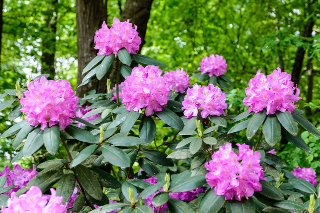 Rhododendrums