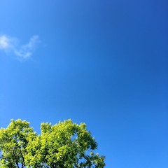 Friday afternoon skies. #YYC #Calgary #sky #blue #afternoon #summer #deckview #lone #tree #wispyclouds