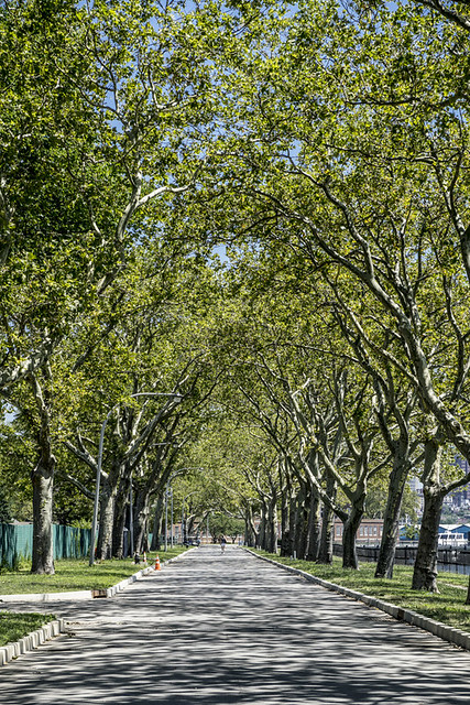 Tree lined path on Governors Island, New York