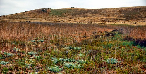 california morning digital photo spring hill meadow irvine quailhill cardoon artichokethistle
