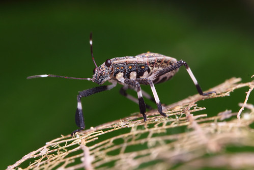 IMG_7068 Leaf-footed bug nymph. | by omtelsimon