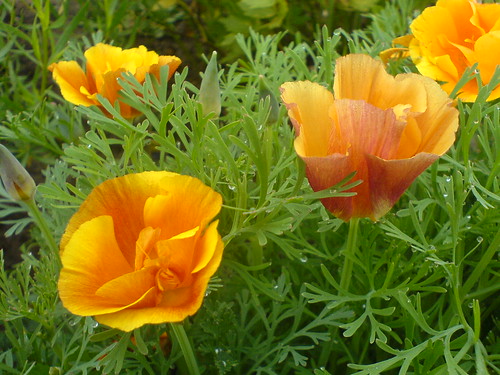 orange plant flower green garden growth poppyseed