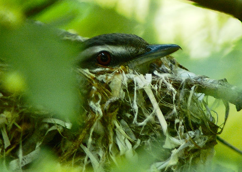 ontario canada nest thunderbay songbird vireo redeyedvireo vireoolivaceus