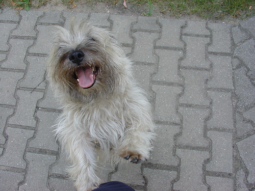 smiling dog | © by Norwegerlein Hannes Dick | Norwegerlein | Flickr