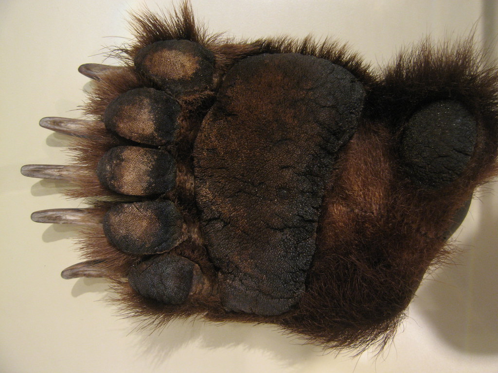Bear hand. Ушки Гризли. Grizzly Paws 8728-04. Перья Гризли в волосах фото. Bear hand Rear view.