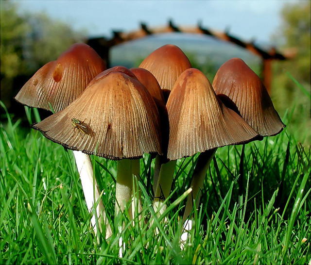 Arched toadstools