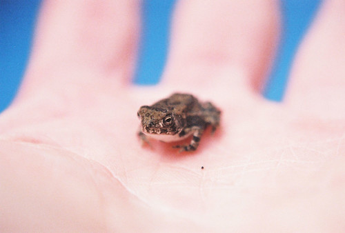 Mini Toad Pet Mini Toad | These are all over my parents yard. They are lit… | Flickr