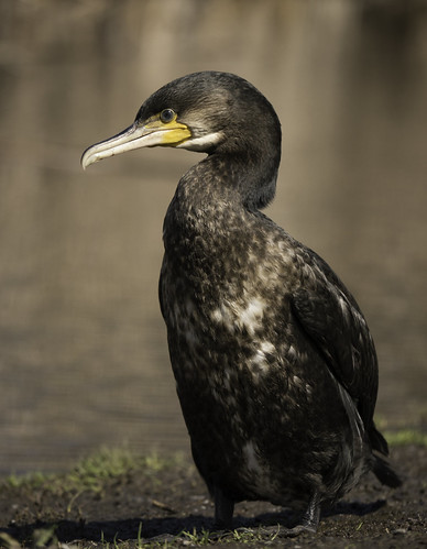 Friendly wee shag! | by Klene Hilda
