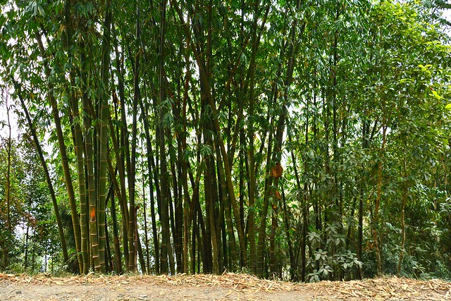 India - Sikkim - Namchi - Bamboo Forest - 121