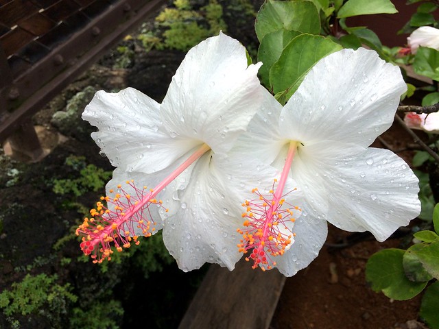 Flowers of Kauai