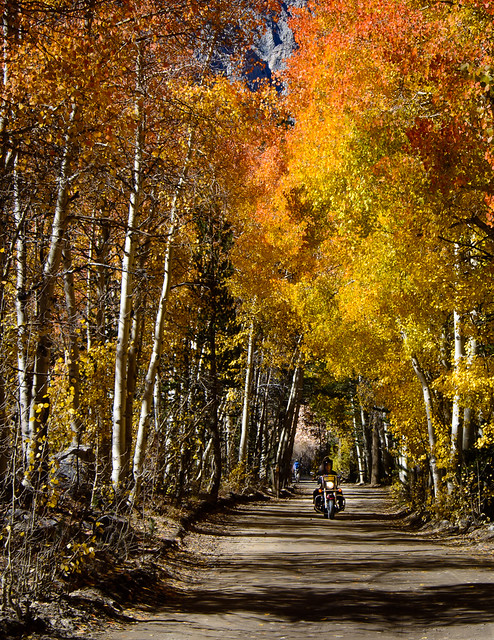 Motorcycle Riding Through Aspens In North Lake Road_