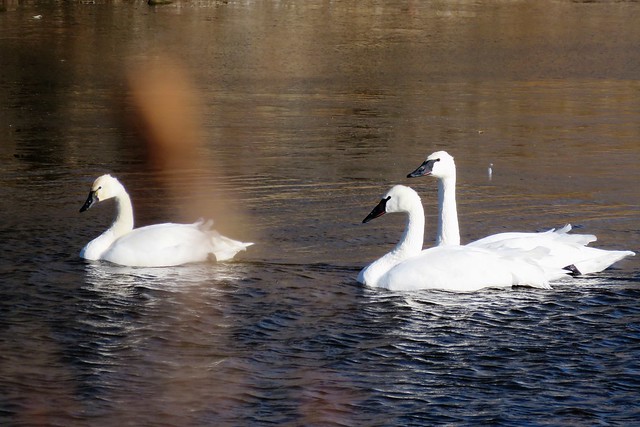 I Could Only Find 3 Swans a Swimming