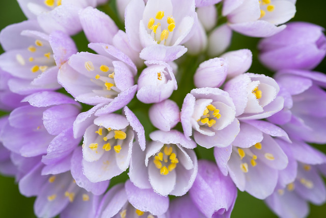 Allium roseum (Ajo silvestre)