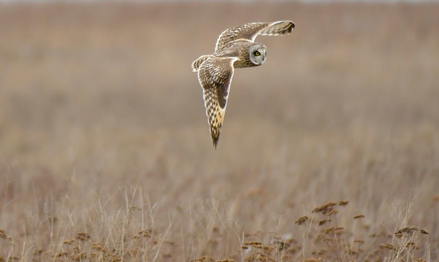 Short-eared Owl - Brunswick Point