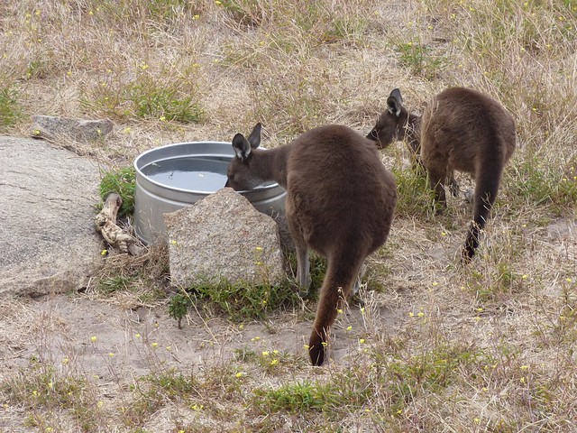 western grey kangaroo, Cape Willoughby, Kangaroo Island