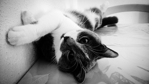 Animaux... Animals... PSP**** | by Isabelle****