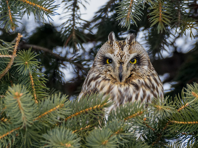 Hibou des marais - Short-eared Owl - Asio flammeus
