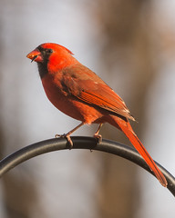 Cardinal ♂︎