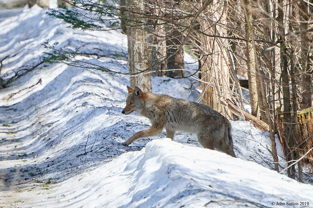 Coyote on the prowl.