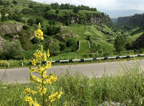 armenia caucuses mountain wildflower flowers field nature hillside meadow composition macro yellow road highway roadtrip travel yellowflowers yellowflower