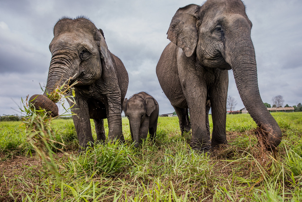Elephant Training Center at Padang Sugihan Wildlife Reserve as a conservation center for Lowland elephants have succeeded in giving birth...