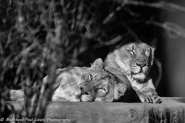 Asiatic Lions basking in the sun