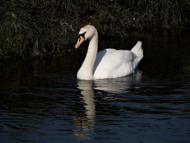 Swan at Sea