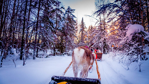reindeer anonovo neve reveillon sunset suomi finland ártico lapland lapónia arcticcircle arcticsun finlândia renas snow kittilä fi